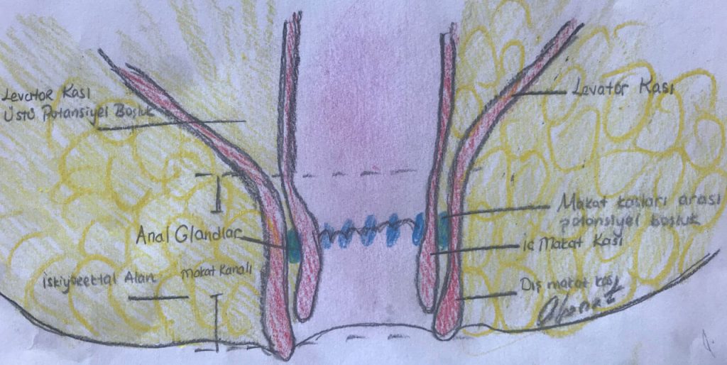 Makat bölgesinin anatomisi