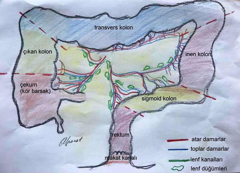 Sağlıklı insanlarda kalın bağırsak anatomisi